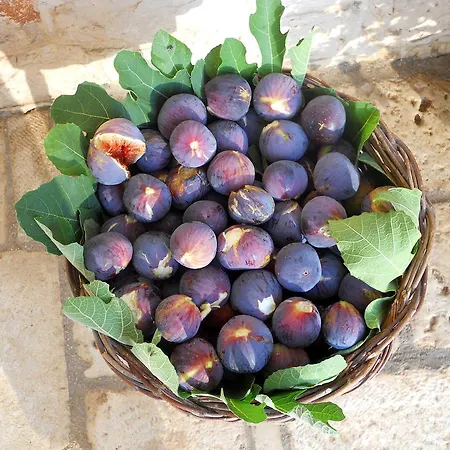 Farm stay Masseria Casa Busciana *